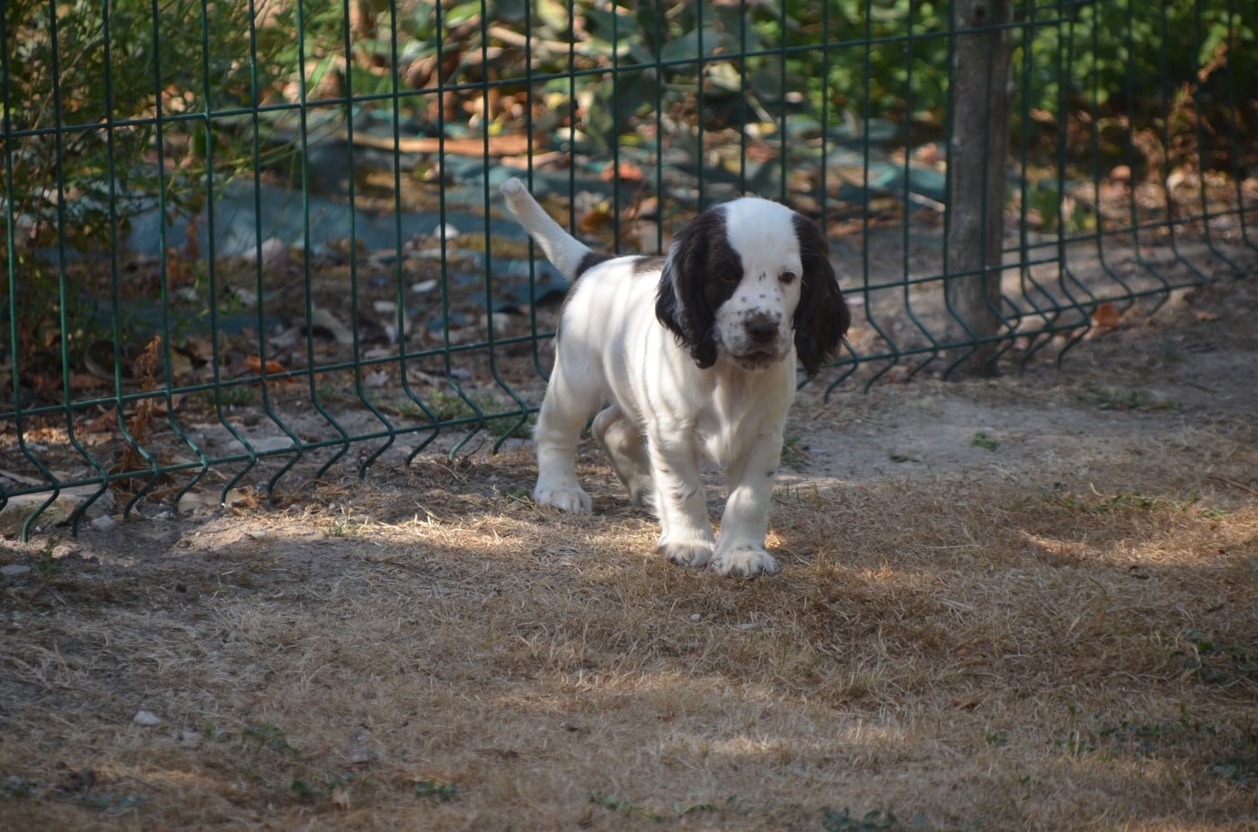 Chiot N°5 tricolore chocolat