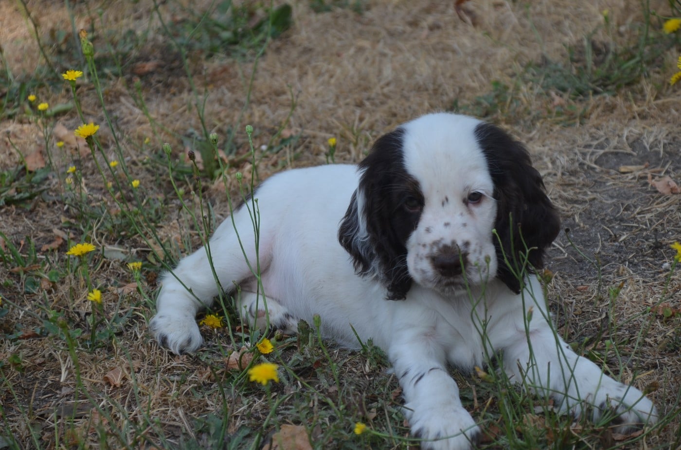 Chiot N°5 tricolore chocolat