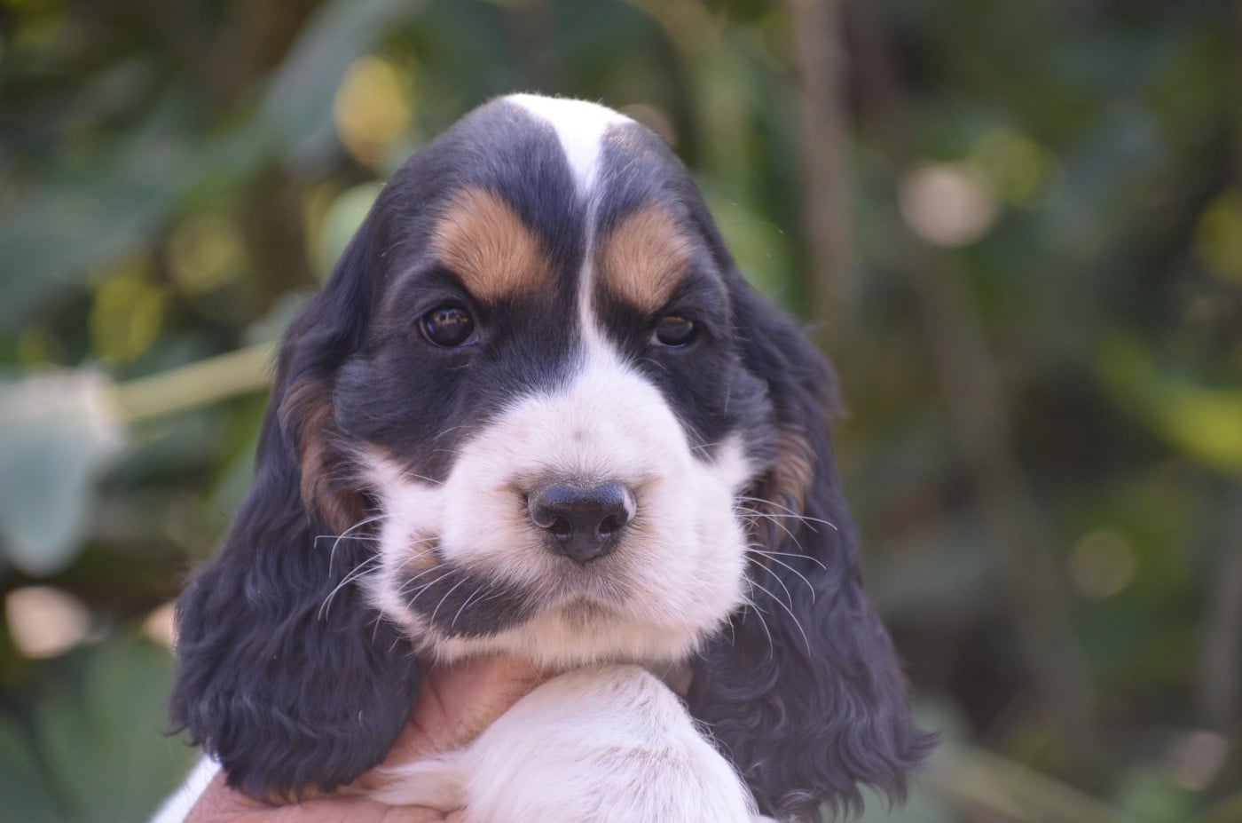 Chiot N°1