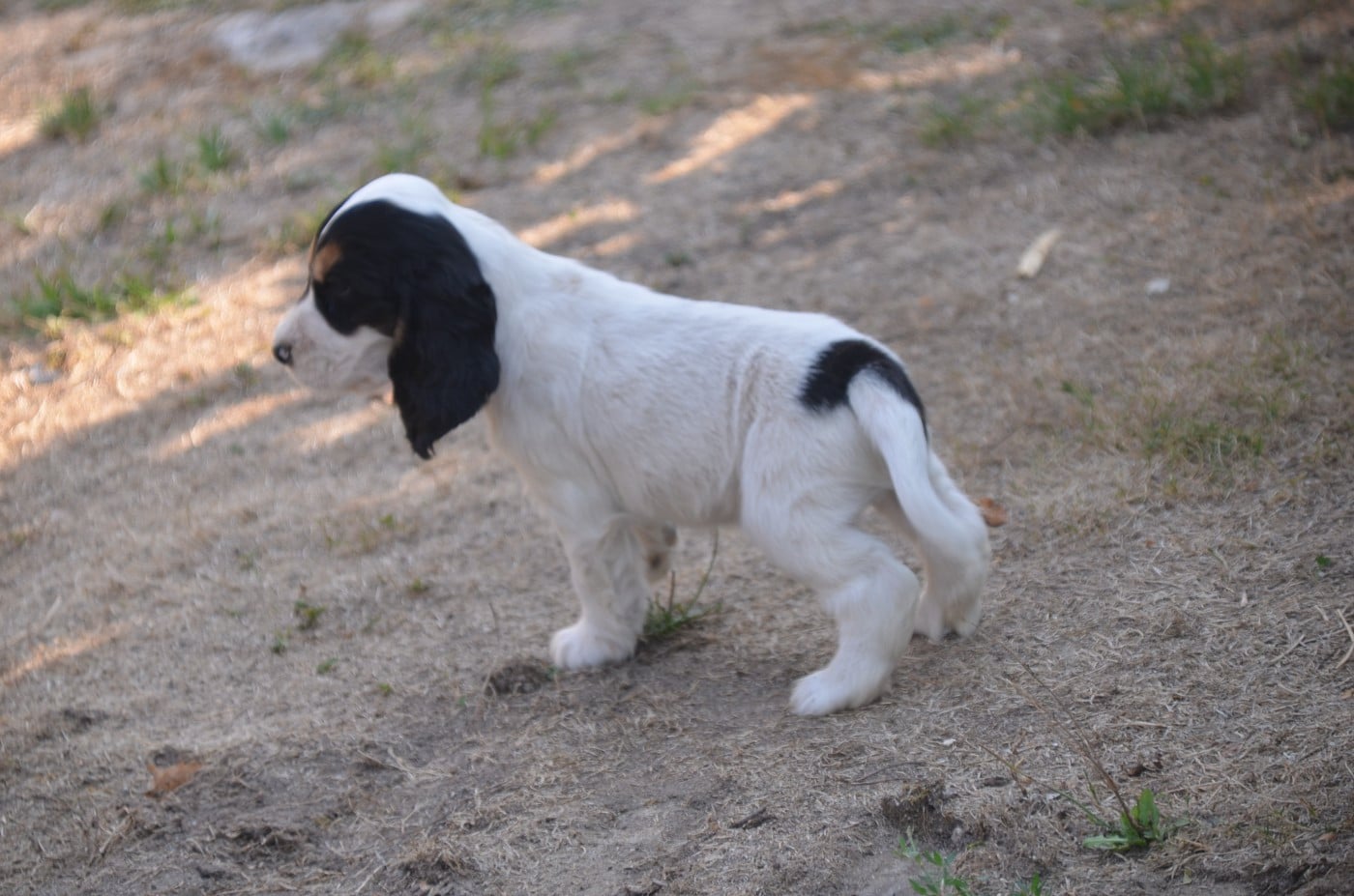Chiot N°1