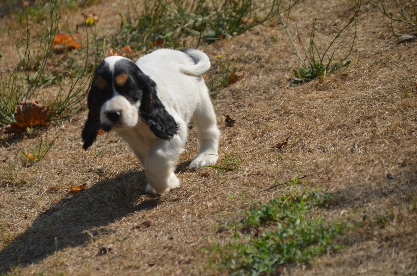 Chiot N°1