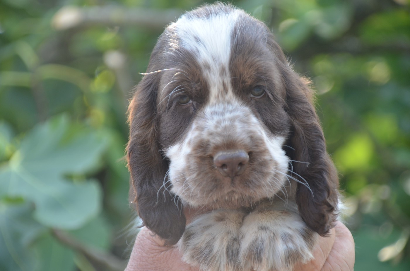 Chiot N°3
