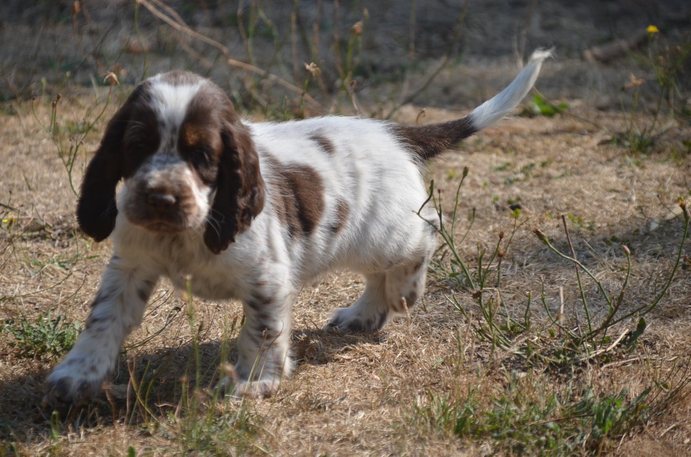Chiot N°3
