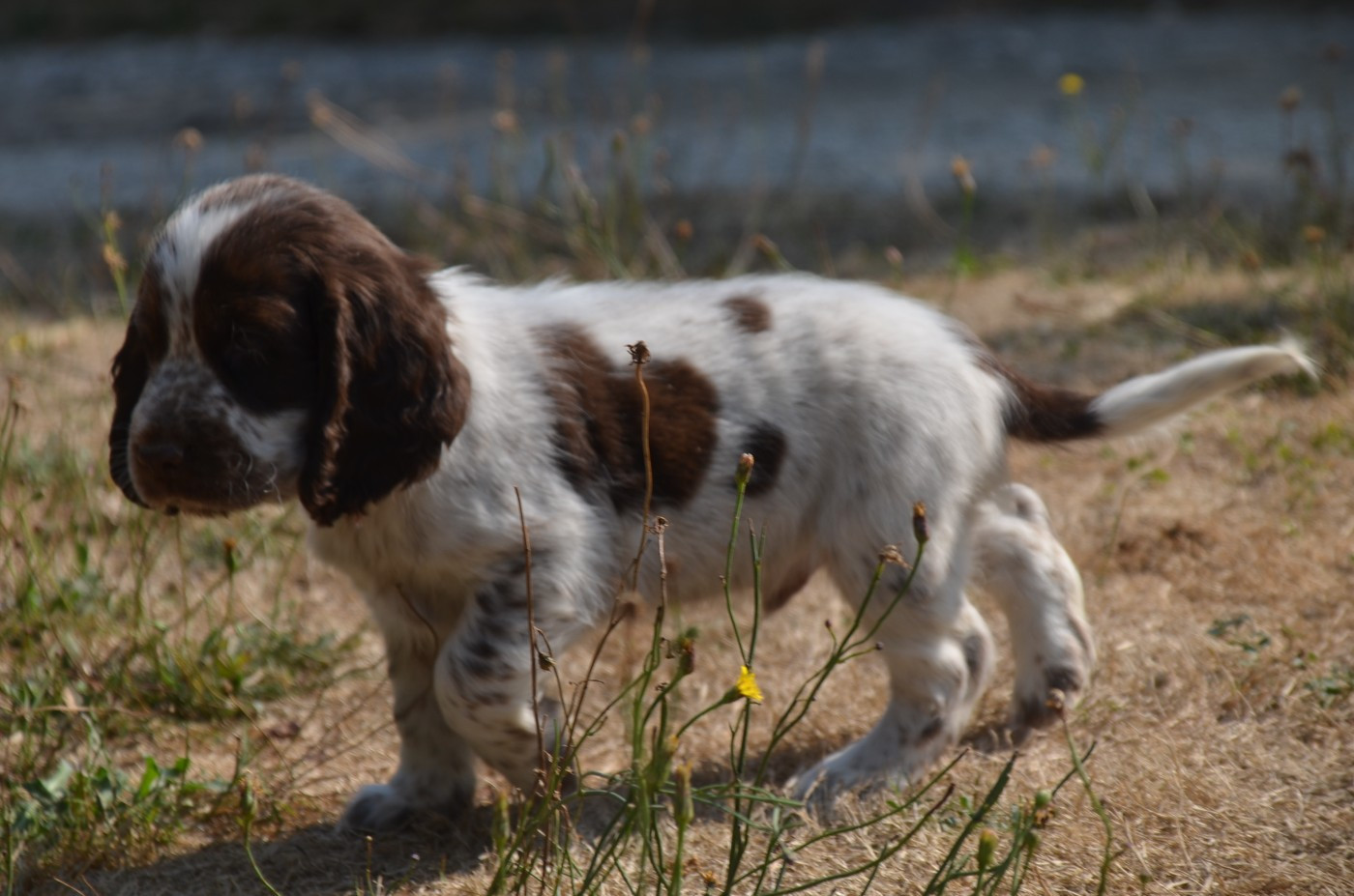 Chiot N°3