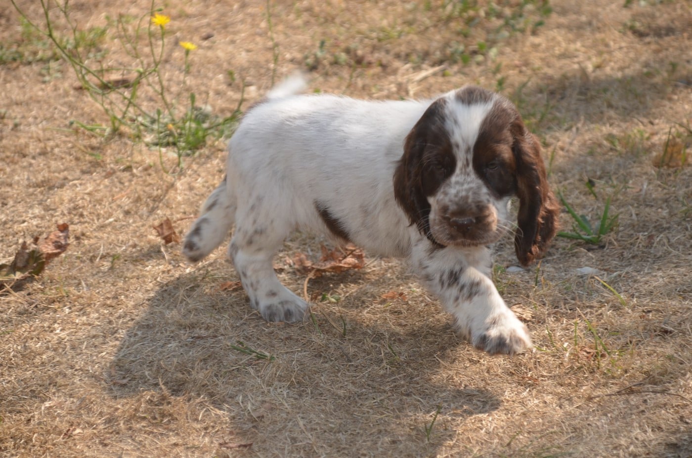 Chiot N°3