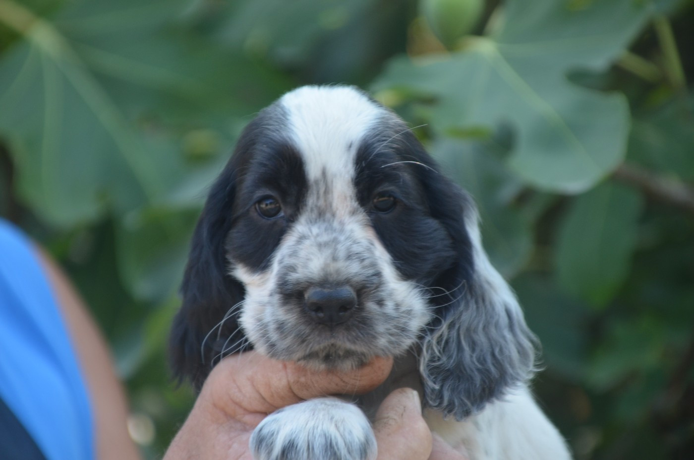 Chiot N°6