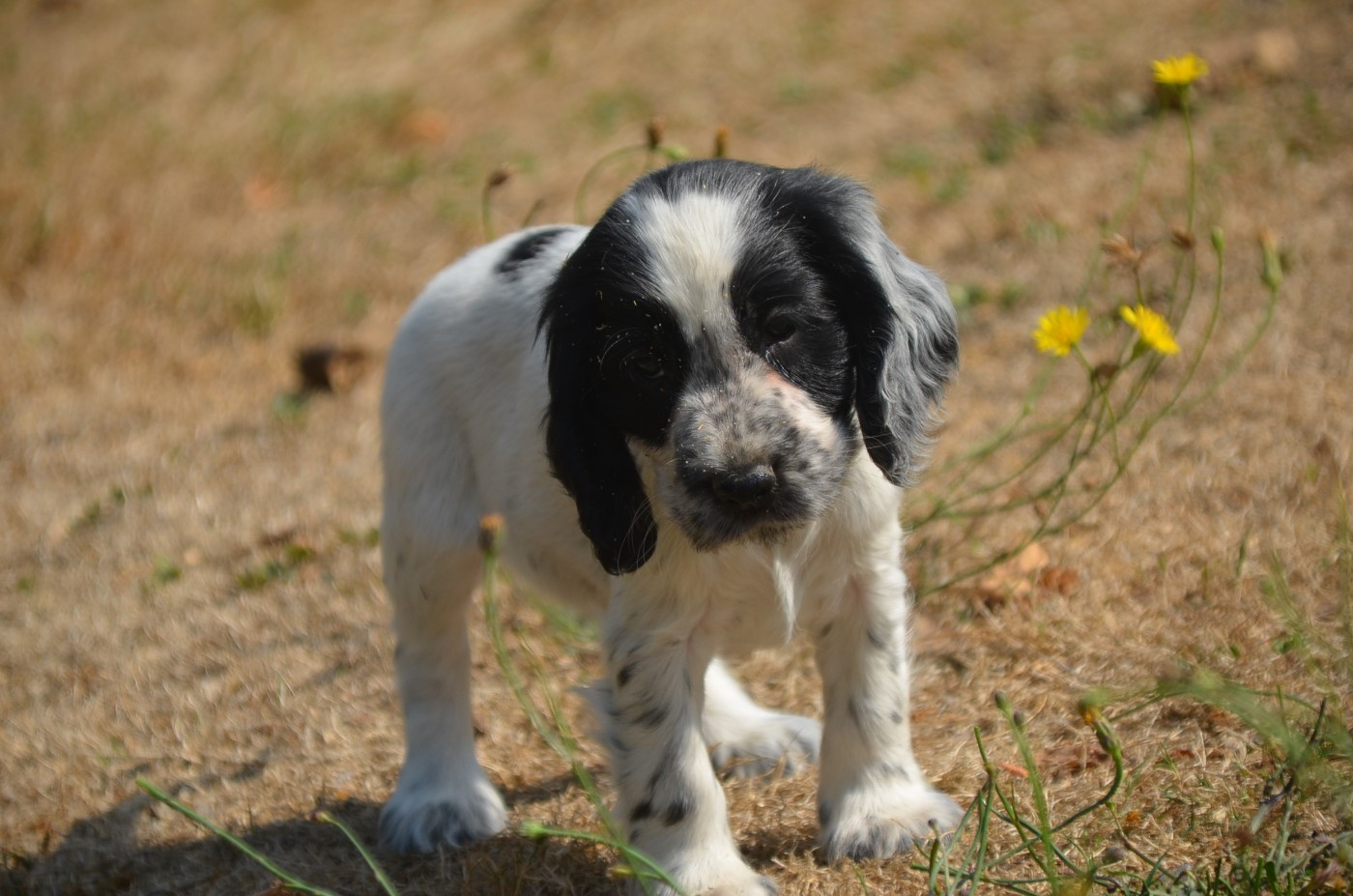 Chiot N°6
