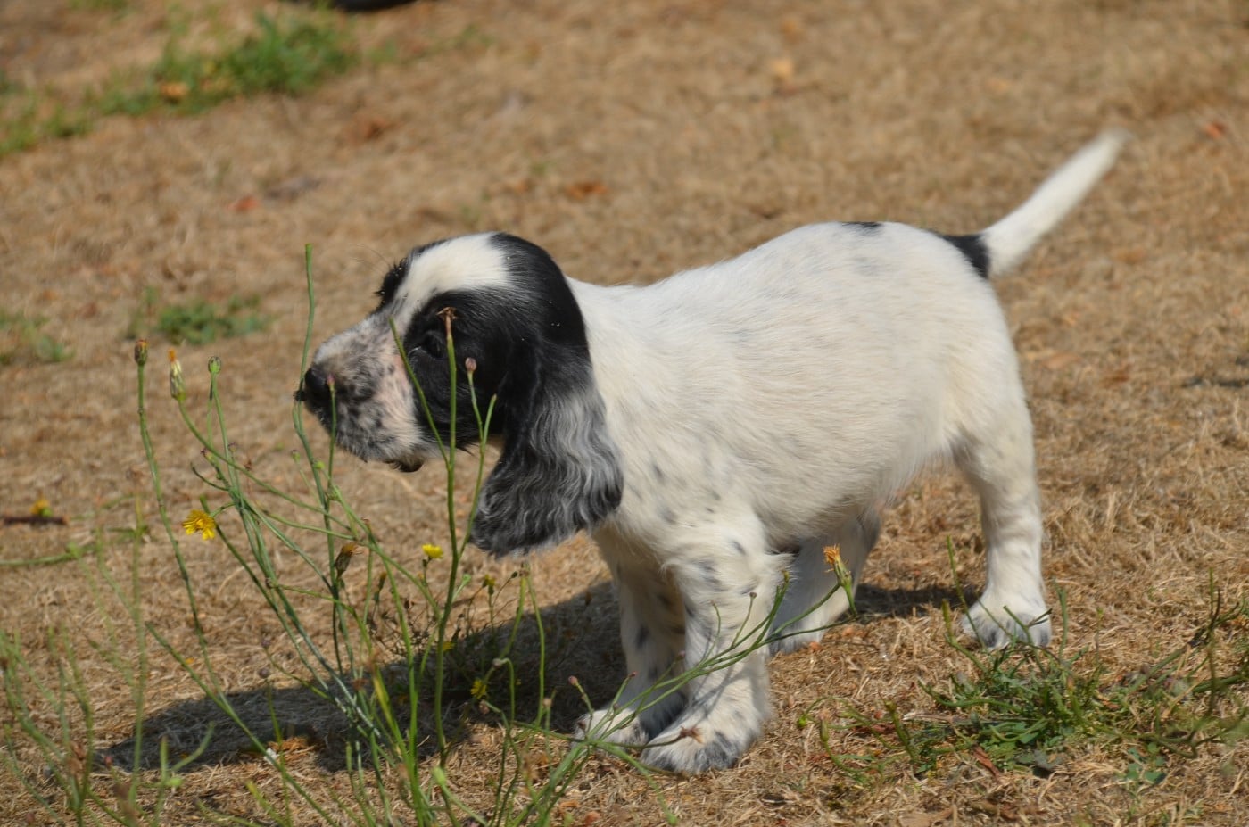 Chiot N°6