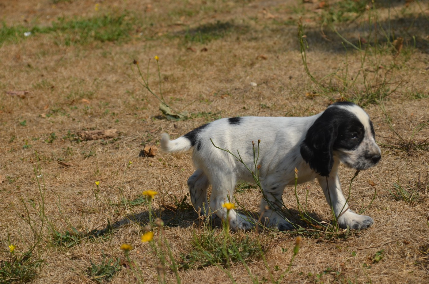Chiot N°6