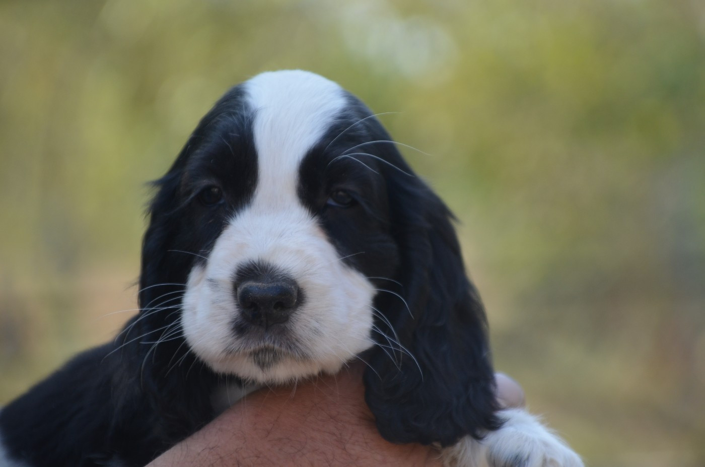 Chiot N°5