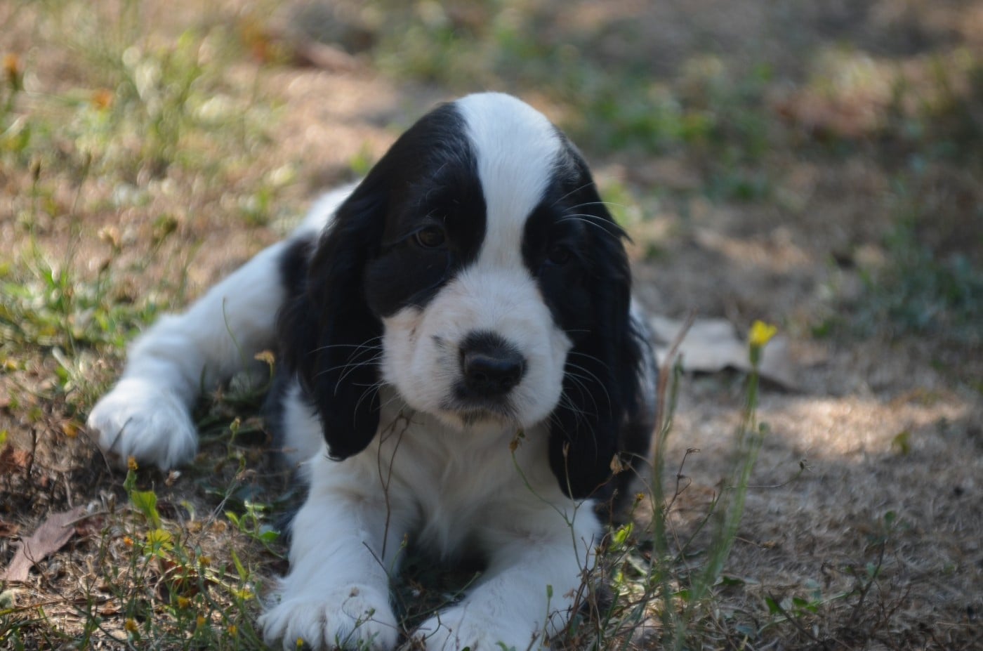 Chiot N°5