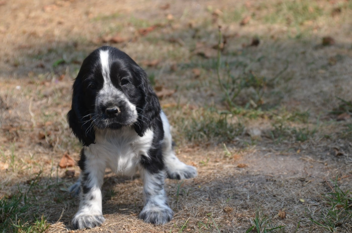 Chiot N°4