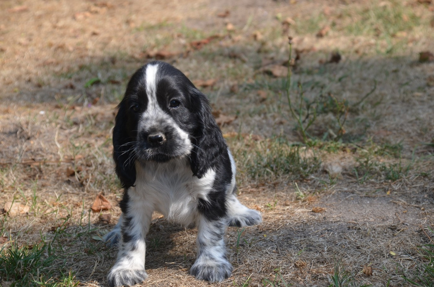 Chiot N°4