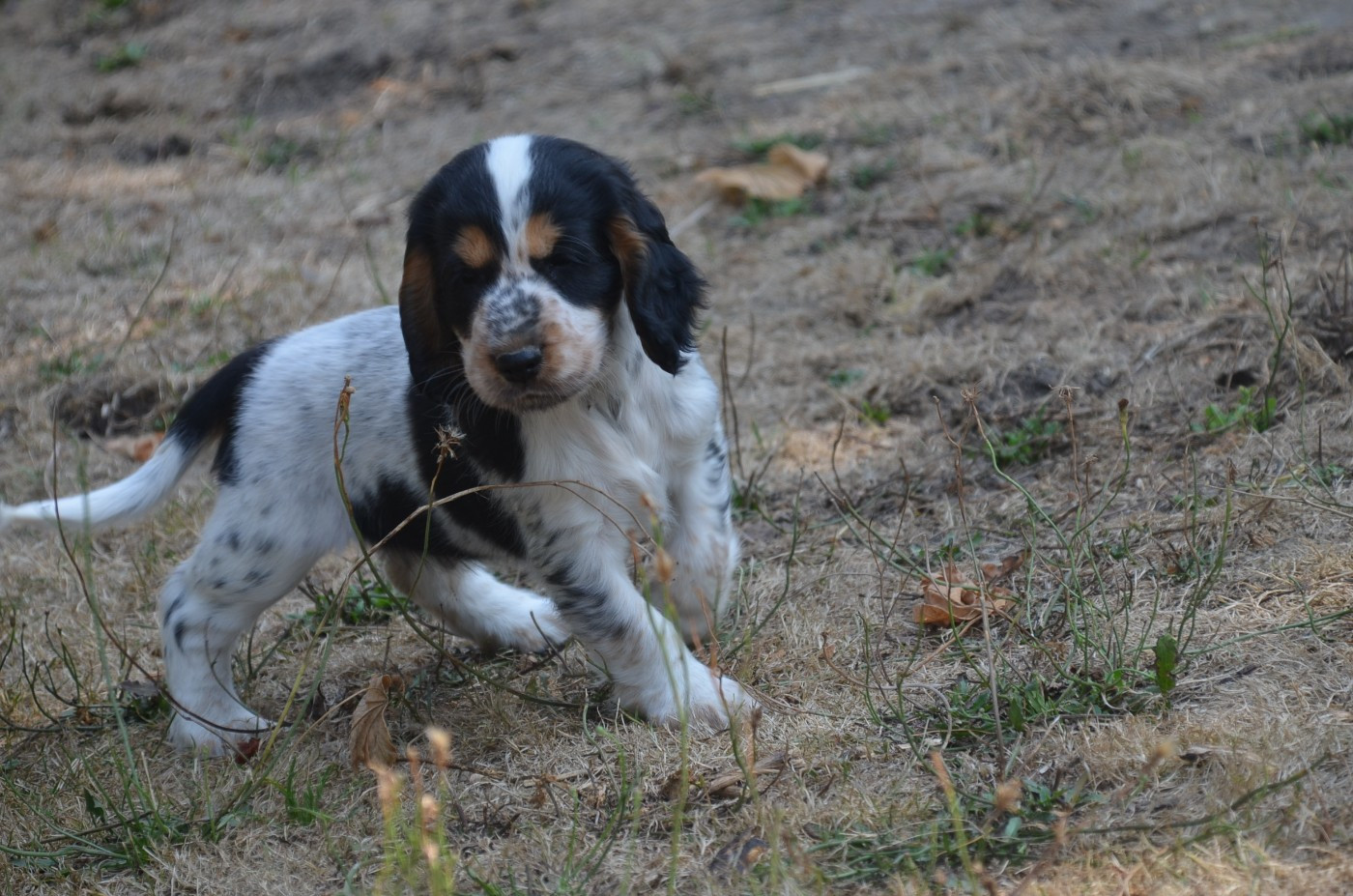 Chiot N°2