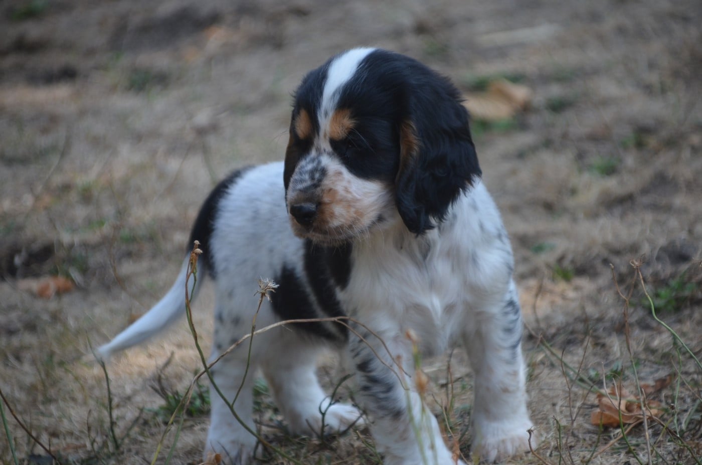 Chiot N°2