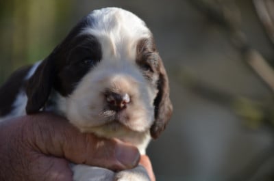 Les chiots de Cocker Spaniel Anglais