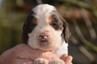 Les chiots de Cocker Spaniel Anglais