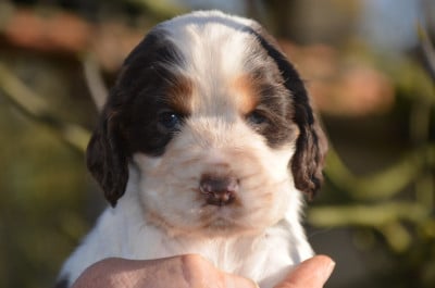 Les chiots de Cocker Spaniel Anglais