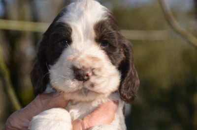 Les chiots de Cocker Spaniel Anglais