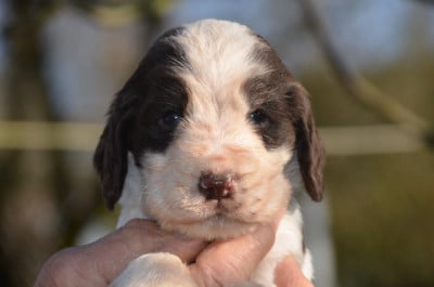 Les chiots de Cocker Spaniel Anglais