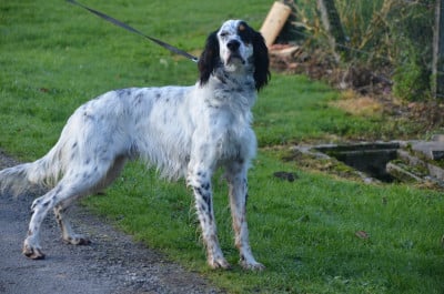 Les chiots de Setter Anglais
