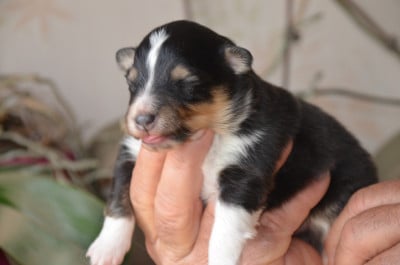Chiot N°1 - Shetland Sheepdog