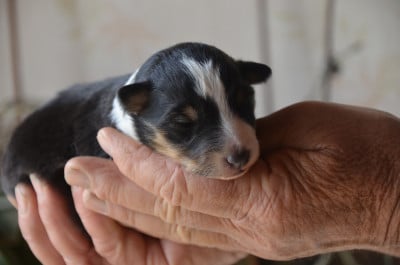 Chiot N°2 - Shetland Sheepdog