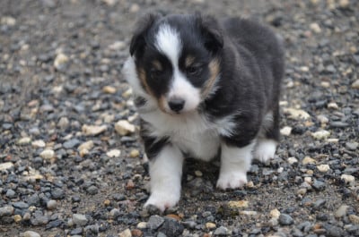 Les chiots de Shetland Sheepdog