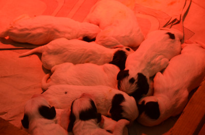 Les chiots de Setter Anglais