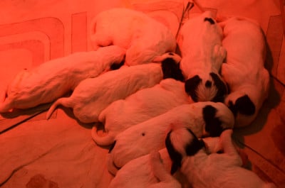 Les chiots de Setter Anglais