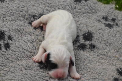 Les chiots de Setter Anglais