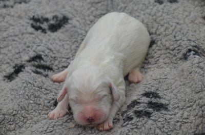 Les chiots de Setter Anglais