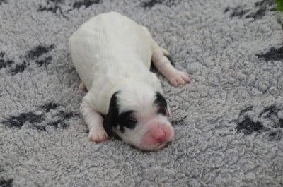 Les chiots de Setter Anglais