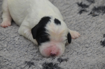 Les chiots de Setter Anglais