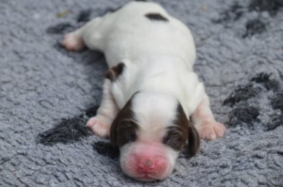Les chiots de Cocker Spaniel Anglais