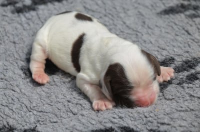 Les chiots de Cocker Spaniel Anglais