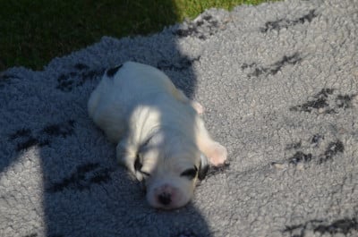 Les chiots de Setter Anglais