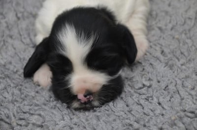Les chiots de Cocker Spaniel Anglais