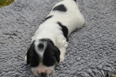 Les chiots de Cocker Spaniel Anglais