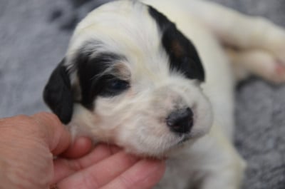 Les chiots de Setter Anglais