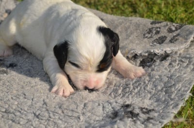 Les chiots de Setter Anglais