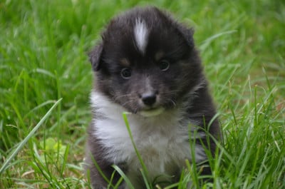 Les chiots de Shetland Sheepdog