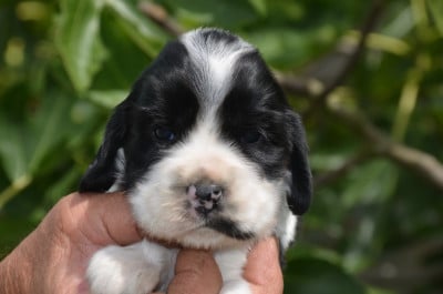 Les chiots de Cocker Spaniel Anglais