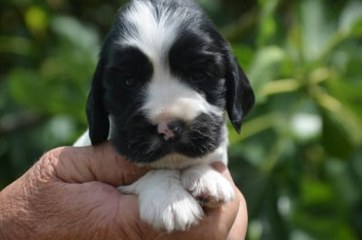 Les chiots de Cocker Spaniel Anglais