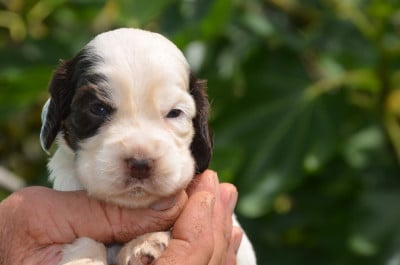 Les chiots de Cocker Spaniel Anglais