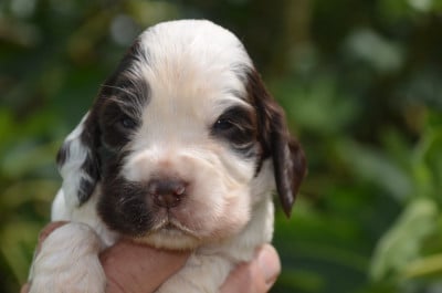 Les chiots de Cocker Spaniel Anglais