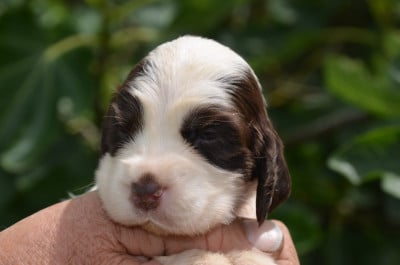 Les chiots de Cocker Spaniel Anglais