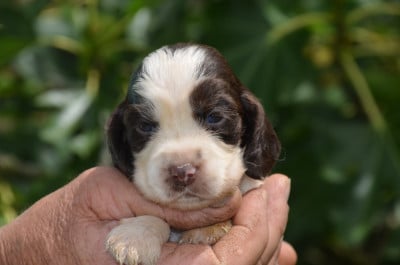 Les chiots de Cocker Spaniel Anglais