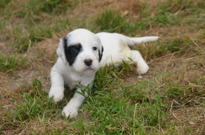 Les chiots de Setter Anglais