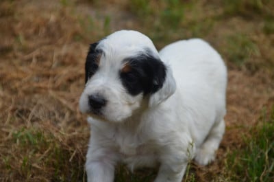 Les chiots de Setter Anglais